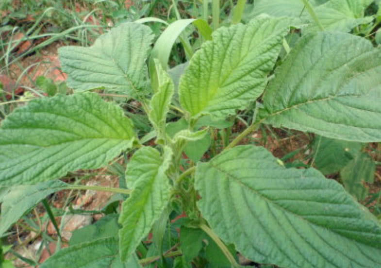 小白|这种野菜在家也能种植,吃它比羊肉还滋补,市场1斤还得12元