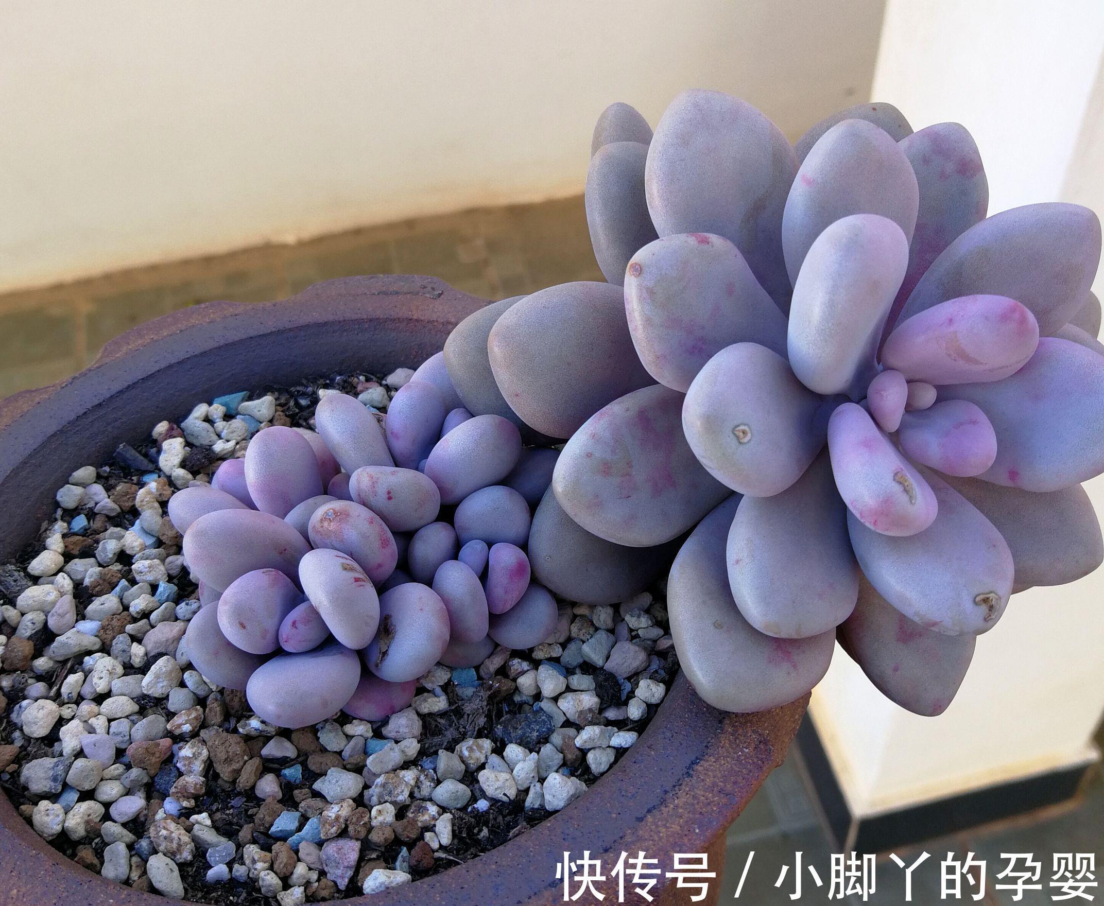 那些你可能不知道的多肉植物小秘密