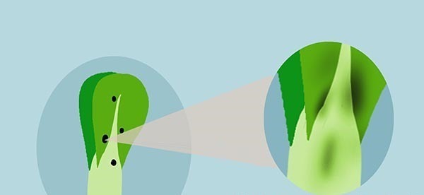 菜叶|你是真的会买菜吗良心商贩透露甲醛白菜三大特点,你应该知道!