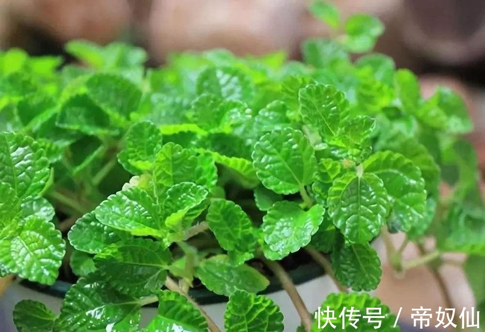 空气净化器|天然的空气净化器,小小的一颗植物,还能散发浓郁的清香