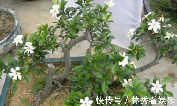 爆盆|栀子花、茶花不会养教你一招，轻松养“爆盆”，看完秒懂