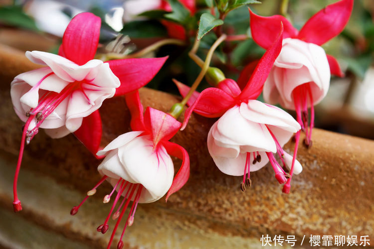 适合养在阳台的几款花卉,新手也能养爆盆,沾点水就疯长