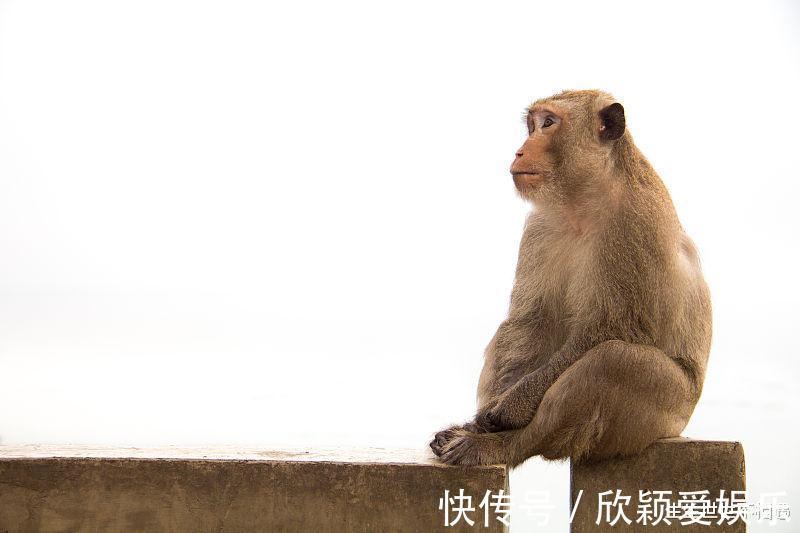 生肖|生肖猴8月后运势将好转，财运方面尤佳，生肖猴秒变富贵猴