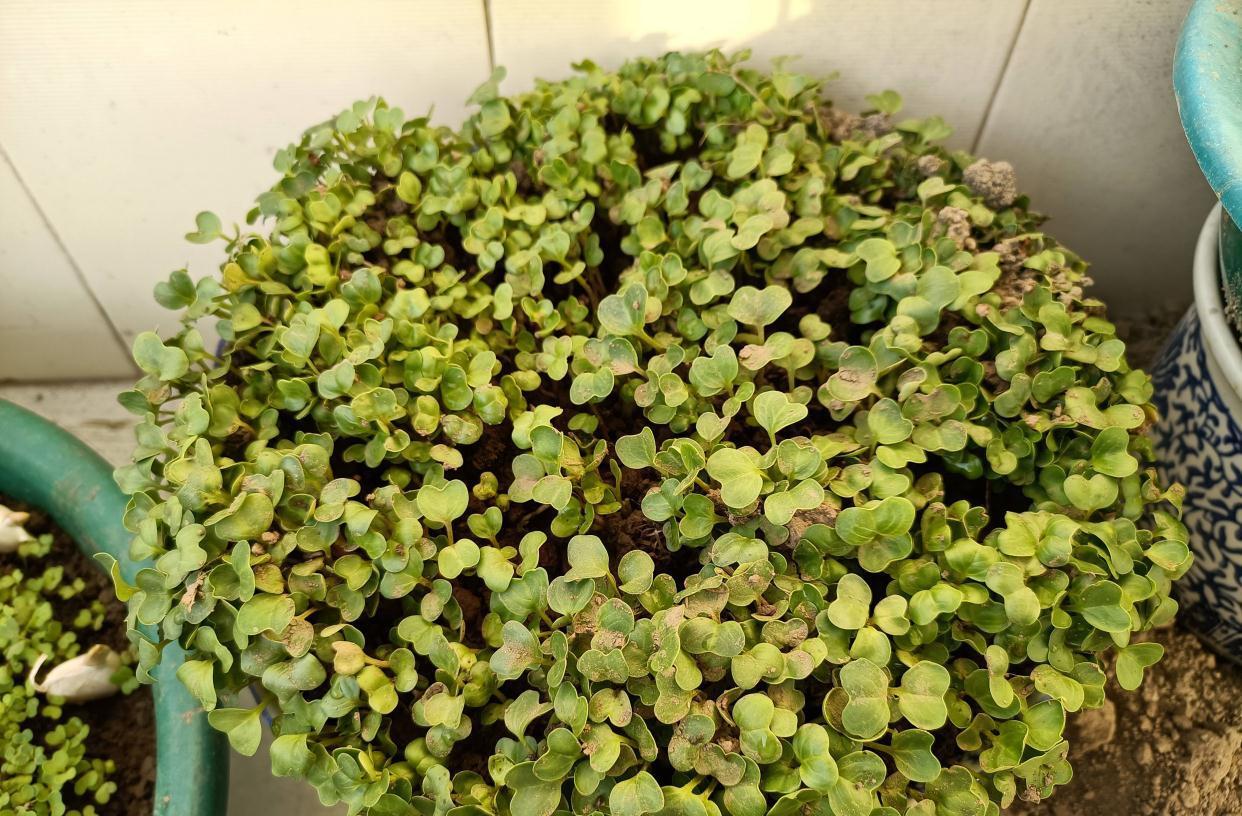 秋冬阳台可种“2种菜”,长势特别好,好养好看好吃很实用