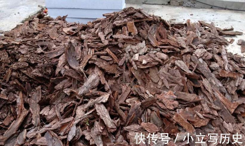 君子兰长势不佳,就试用这3种“废料”,不花钱,好处多多