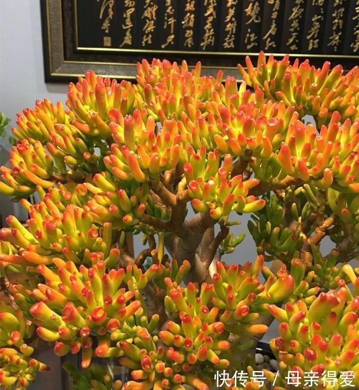 叶片|客厅见树，十家九富，6种富贵树，随便养一盆，子孙一直富