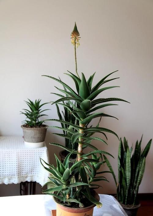 芦荟好养活?不注意此3点,叶子发黄干瘪,更别提爆盆了!