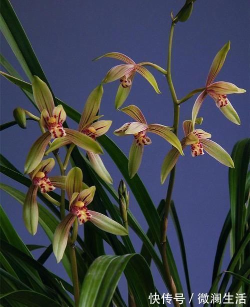 小桃红|可以食用的兰花，曾争相抢购，现在人手一盆，花色多变，香味扑鼻