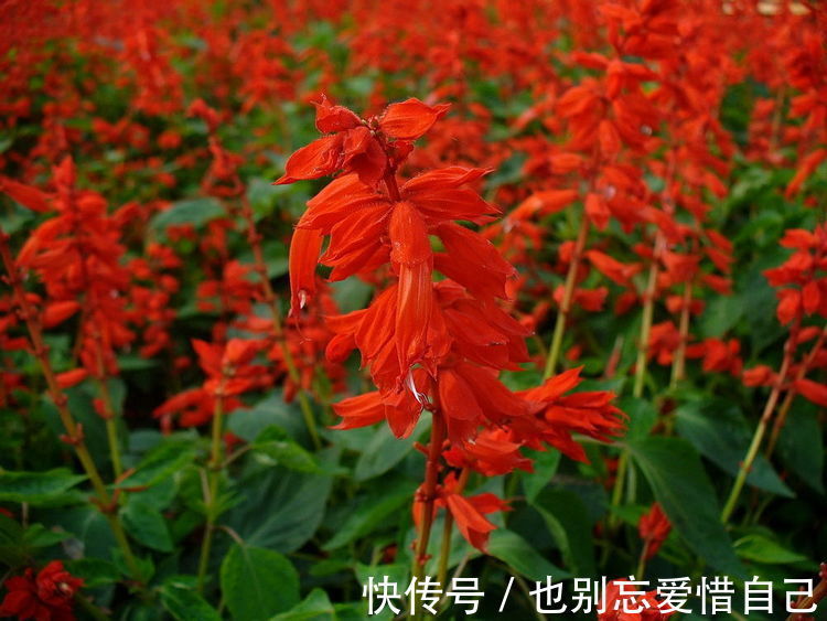 适合家养的5种花卉，好养易活易爆盆，花色艳丽，阳台开成小花园