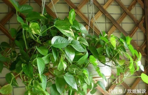 30年老花农养花秘诀给绿萝喝一勺它，不黄叶，30天蹭蹭长满