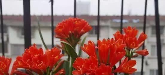 浇花|“万能”的橘子皮,养花时盆里放一点,叶绿开花多