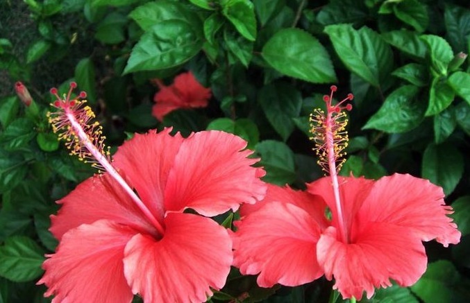 扶桑花开花少老花匠只用“3招”,10天就“爆盆”,花团锦簇