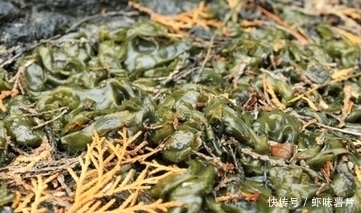 滋阴|农村野菜宝贝,治乳腺炎、蛇咬伤、解毒祛风、滋阴润肺,你吃过吗