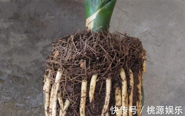 土质板结|万能养花之宝,盆里放一点,不黄叶、不烂根、不生虫还不用肥