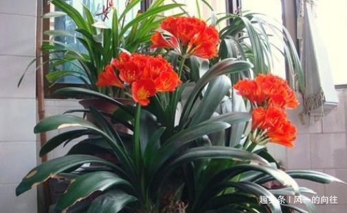 君子兰换盆后不好活选对季节，用好方法，这几步全都不能少