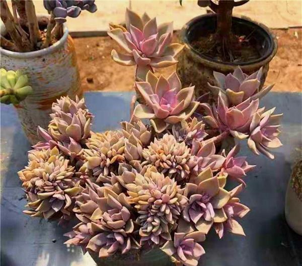 12种值得珍藏的多肉,越老越美丽,养成老桩才值钱