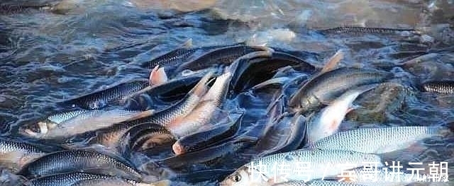 鱼类|鱼不咬钩就不钓了记牢鱼儿这四个习性,半个小时就能钓满渔护