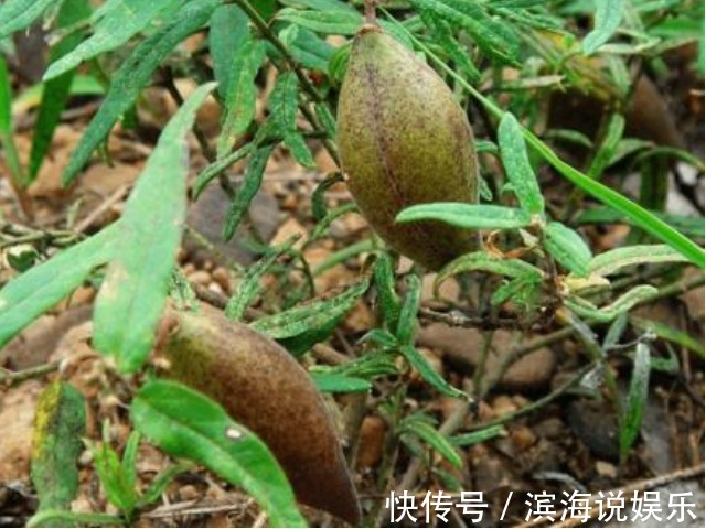 药用价值|农村一种野瓜,俗称“羊不奶”,是通乳和治腰酸背痛的一把好手