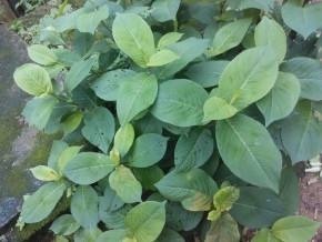 药草|野外一种“化骨草”,吃鱼卡到喉咙,吃个叶子就能好