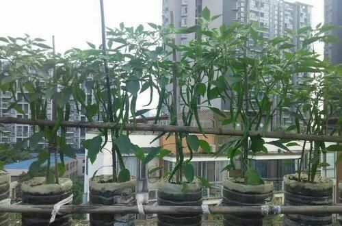 家庭种菜,用10个空油桶、泡沫箱,青菜辣椒收获不停,省钱又好吃