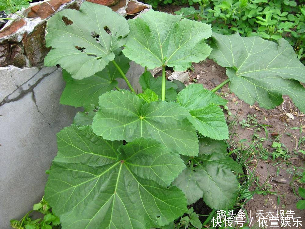  700年前是“蔬菜之王”，如今却沦为了野菜，少有人知它是高钙菜