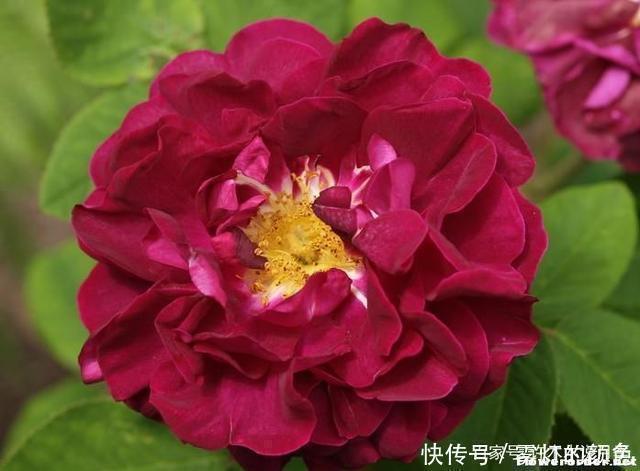 20款古老月季。数百年唯美传承,个个经典又抗病。远胜现代月季