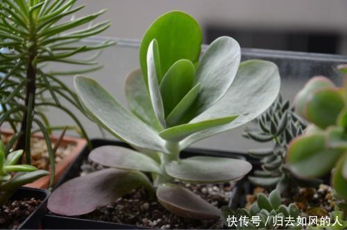 养护|平平无奇的多肉唐印,做好几件事,叶片红艳艳,谁见了都夸美