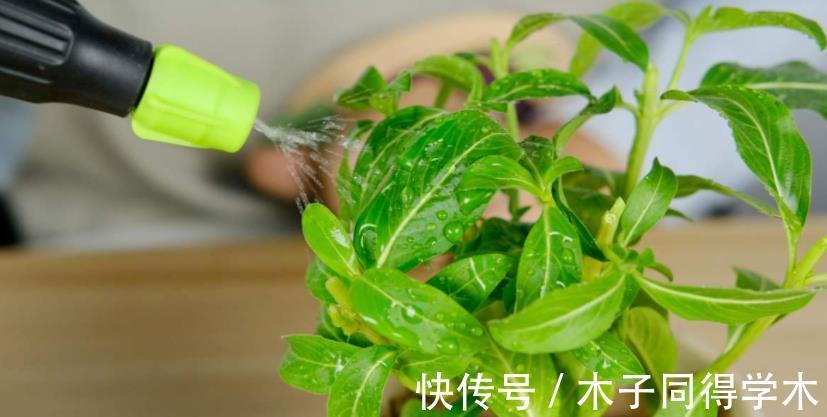 花友们|厨房里有1种粉末,兑水浇花,没异味,用途多,效果杠杠滴