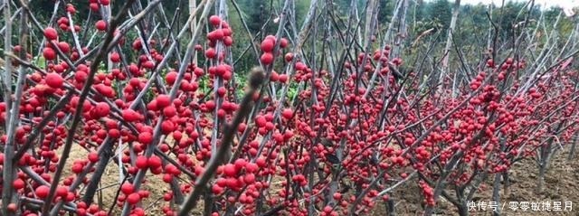 这种花让人钱包一紧,价格很高,奈何颜值更高魅力到底有多大