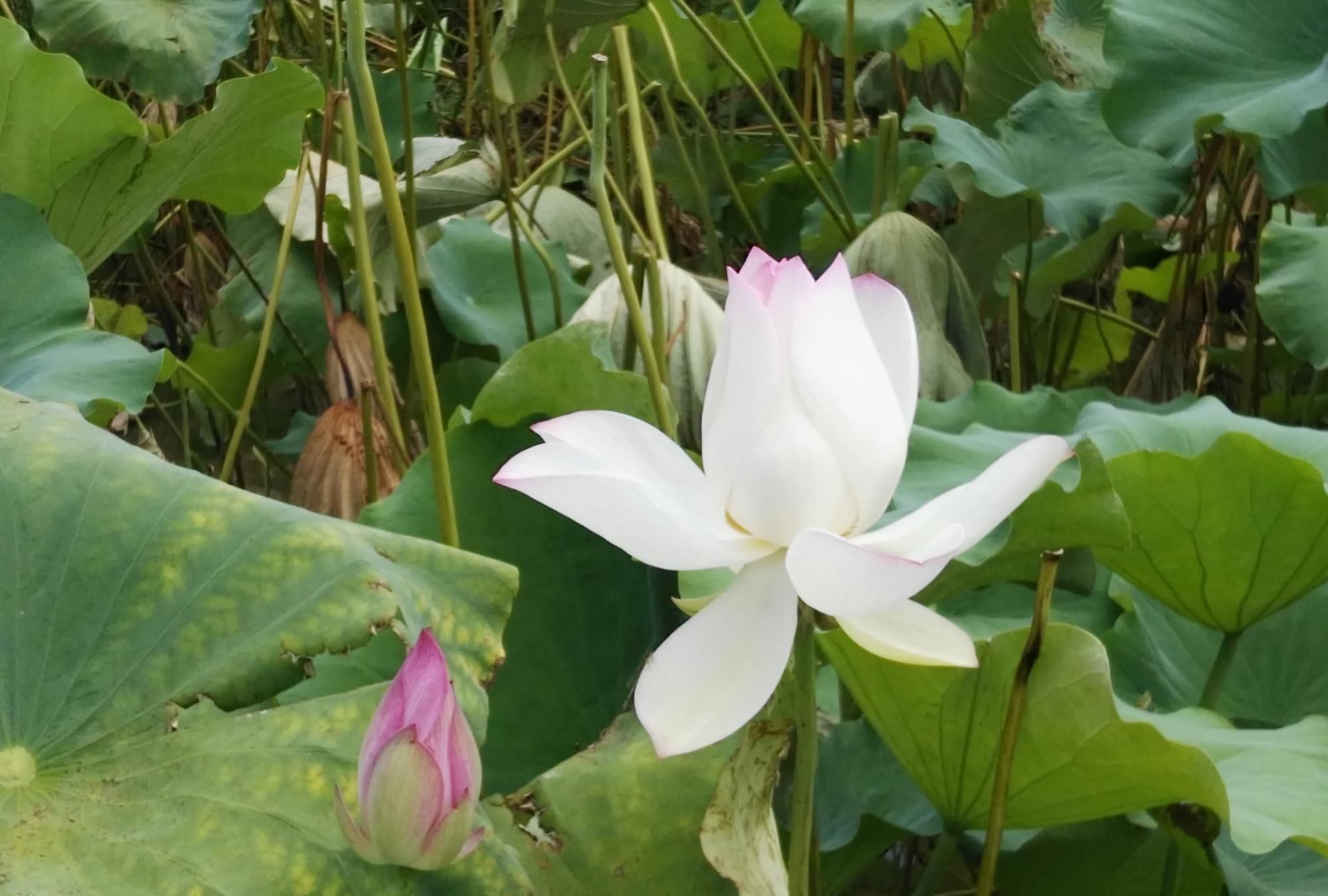 子路|子路对曰“有之,诔曰祷尔于上下神祇”子曰丘之祷久矣