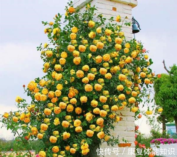 此花一年开花300天，花朵会散发酒香味，院里养2棵3年爬满墙！