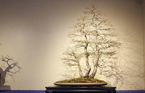 施肥|盆景都是这样被玩死的，避开日常养护中的误区，养好盆景也不难