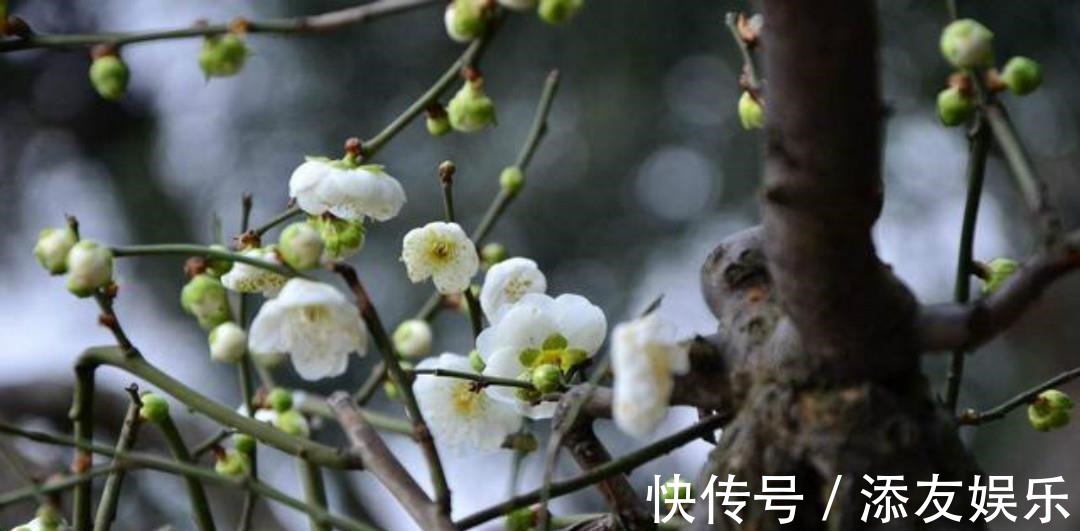 这首诗!清朝诗人林古度这首咏梅诗,开篇就是名句,结尾更是写出了新意!