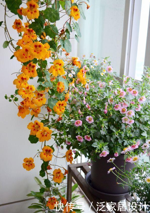 封闭阳台养啥花?这款很不错,打理容易,花繁叶密,多季重复开