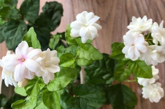 盆栽茉莉取代人造香水,该如何养好掌握4点,开花又白又香