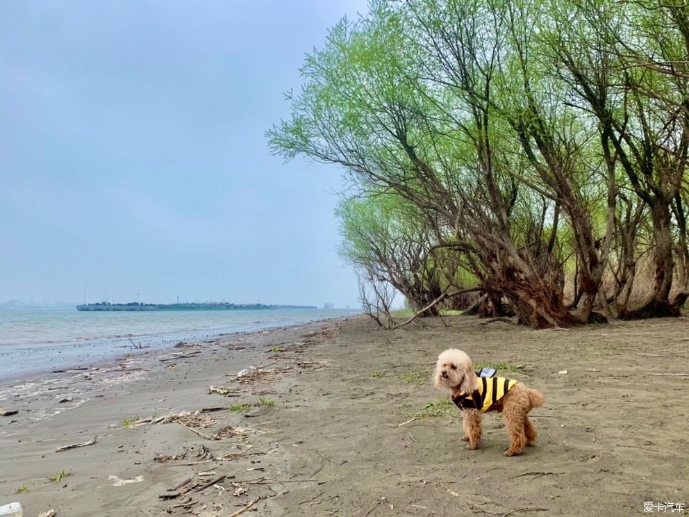 老年|打卡黄天荡湿地：古战场的遗址