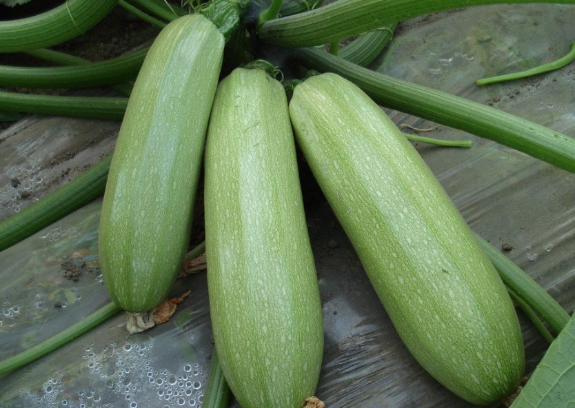 西葫芦|冬季必吃此种瓜，身体顶呱呱，润肺养胃，热量低，营养佳