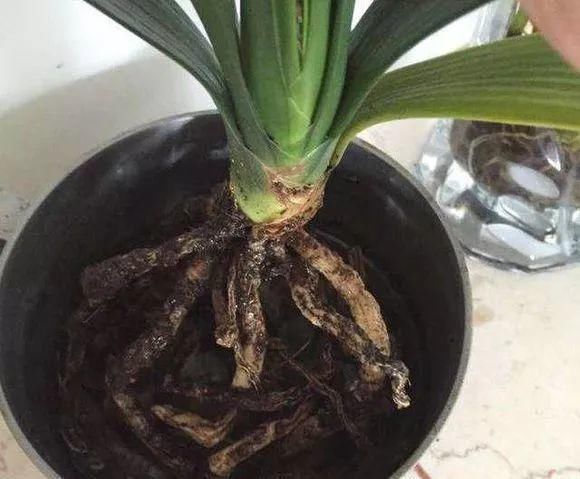 养花人|花盆里插1根筷子,解决了养花人的大难题,快试试看!