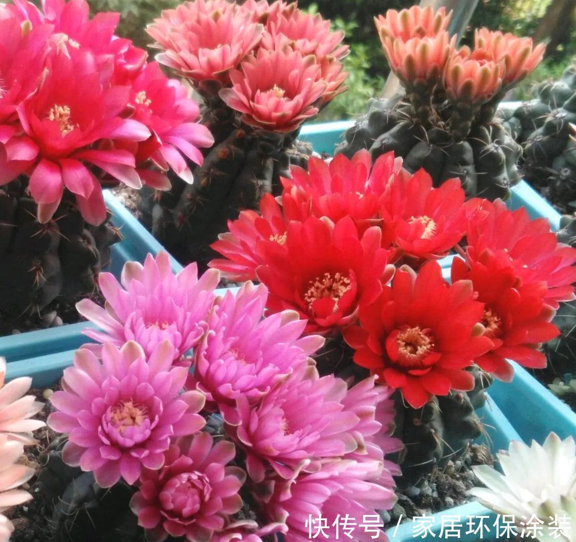 容易被水浇死的“6种花”,养不活都是由于手太勤