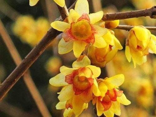 1月，家里养有蜡梅盆栽的花友，你们做好催花的准备了吗？