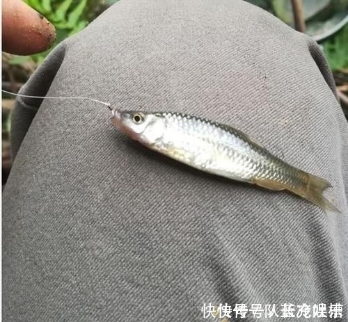 塘鲺|除了罗非和清道夫,这5种鱼也是外来鱼种,钓到别轻易流放