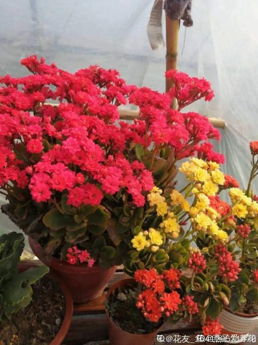 1米8的长寿老桩,狠心砍光了,半月重新长一堆!