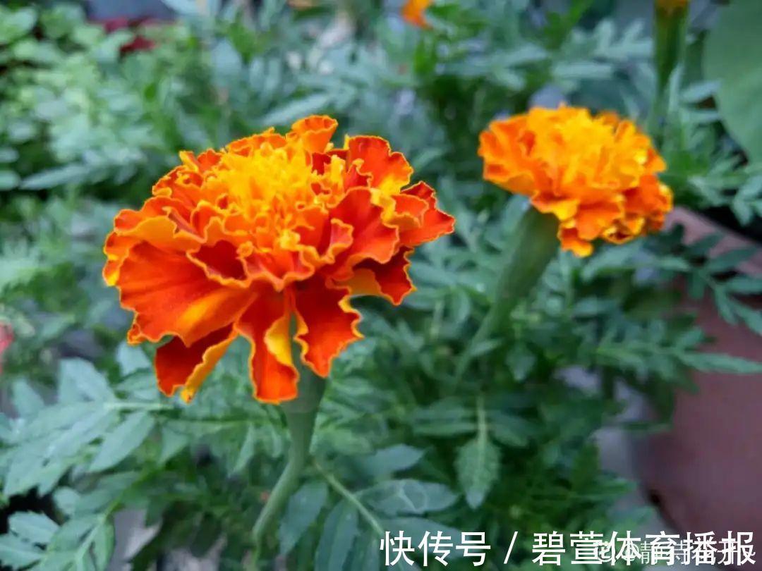 驱虫|7种花插土里，立马长满院子，蚊虫不敢靠近！