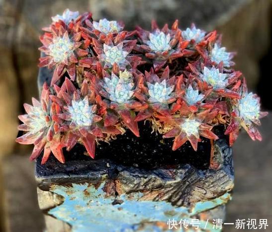 提醒肉友换盆土,你弄清楚什么时候动手合适,如何操作了吗