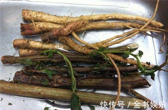 野苋菜根|农村这野菜遍地是,很多人就知道吃叶子,却不知道它的根才是一绝