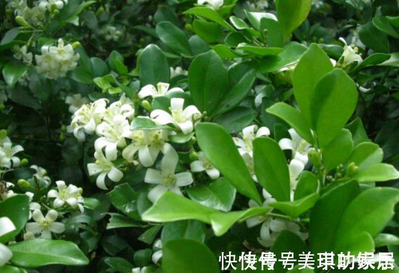 家里种上1种“香水花”,清香四溢空气更清新,一开就是小半年