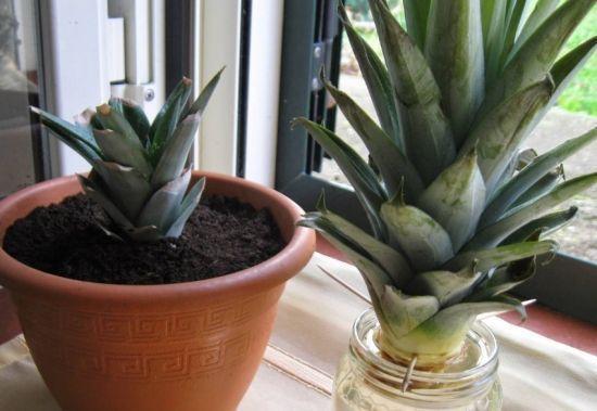 吃菠萝,“菠萝头”泡水里,3周长根变漂亮盆栽,结出大果子来