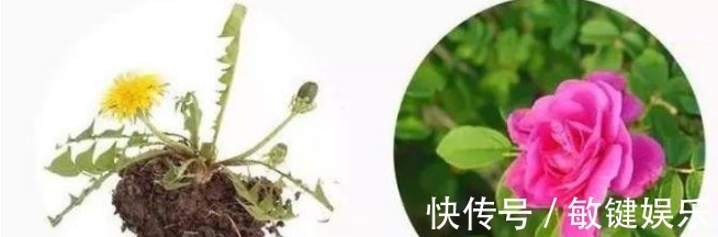 蒲公英水|高二女生，因一壶蒲公英水，被送入医院，蒲公英泡水，有4大禁忌