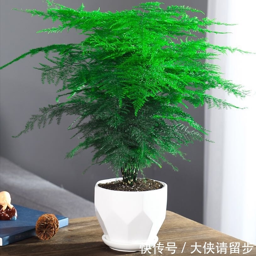 “人养花三年,花养人一生!”家居盆花100种,总有几款你喜欢