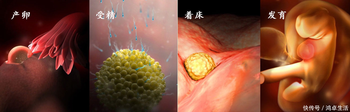 子宫|胎儿在子宫的成长过程!看着宝宝一点点长大,心里满是爱